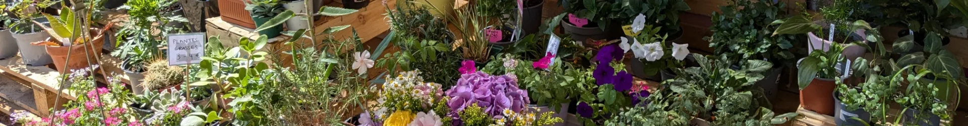 Atelier "Boutures en folie" chez Nouvelle Pousse