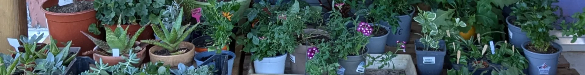 Atelier "Sauve qui pousse" chez Nouvelle Pousse (soin des plantes d'intérieur)