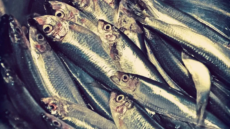 Marché aux poissons