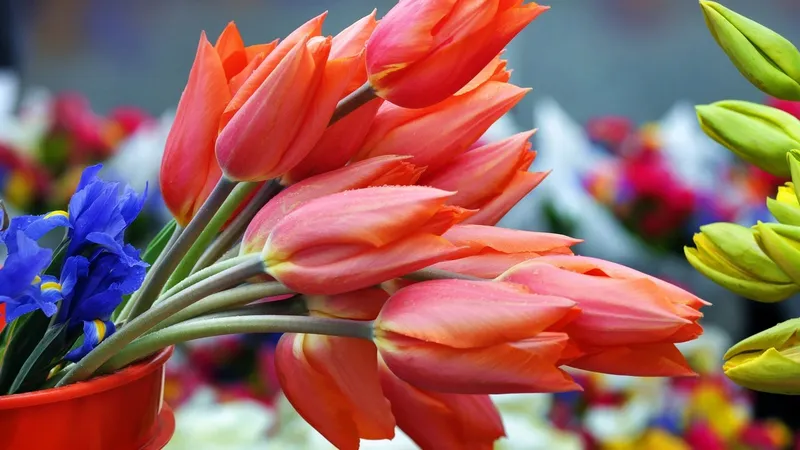 Marché aux fleurs Estrangin