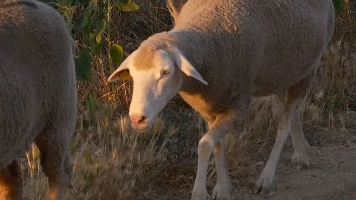 Dimanche 8/11 - Aprem - Transhumance urbaine
